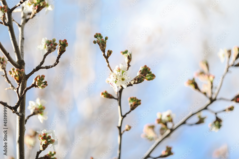 Delicate white blossom flowers on tree in early spring Delicate white blossom flowers on tree in early spring
