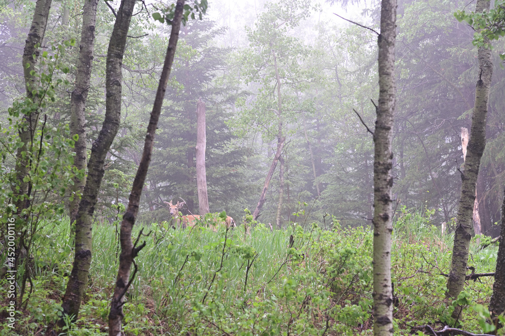 deer in foggy forest deer in foggy forest