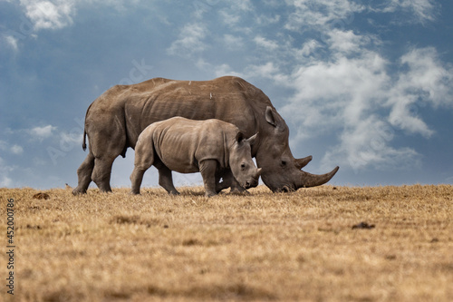 Fényképezés White Rhinoceros Ceratotherium simum Square-lipped Rhinoceros at Khama Rhino Sanctuary Kenya Africa