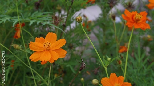 Yellow Cosmos flower blooming in the field. Sulfur cosmos with nature garden background