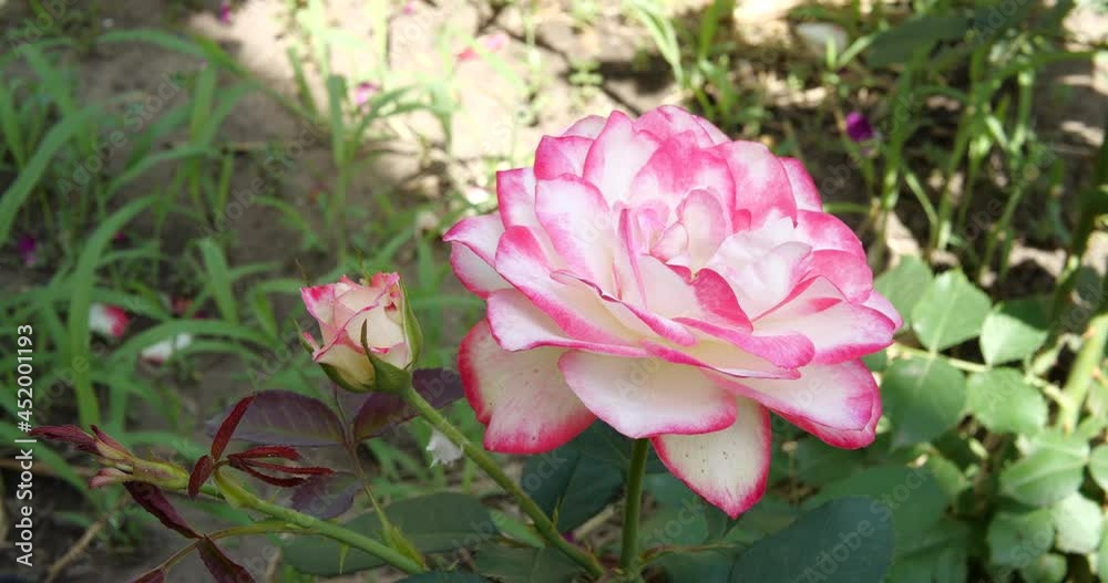 Garden spray of pink roses close up. Green leaves on branches and bright, fresh blooming roses. home garden Garden spray of pink roses close up. Green leaves on branches and bright, fresh blooming roses. home garden