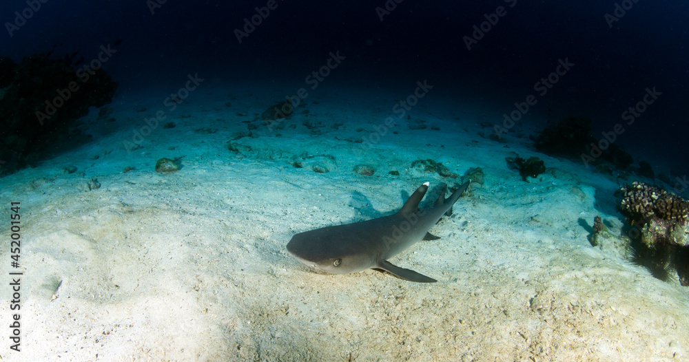 Fototapeta premium White tip reef shark at Cocos Island