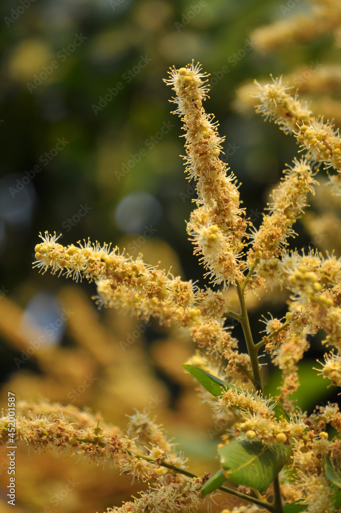 Longan flowers are of the best food source for honey. Longan flowers are of the best food source for honey.