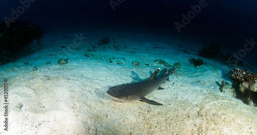 White tip reef shark at Cocos Island