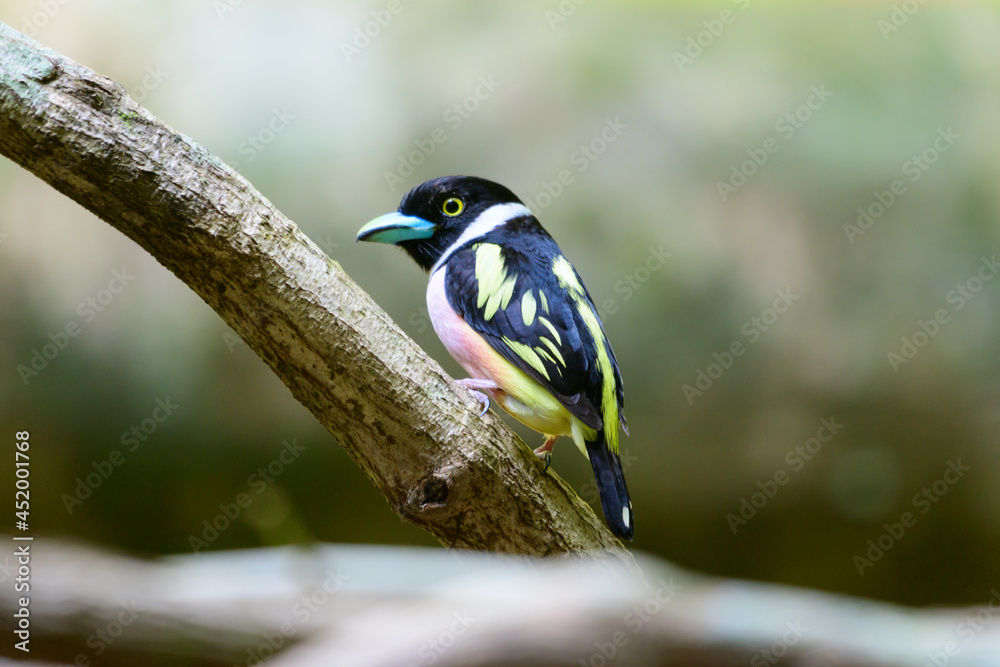 Naklejka premium beautiful bird