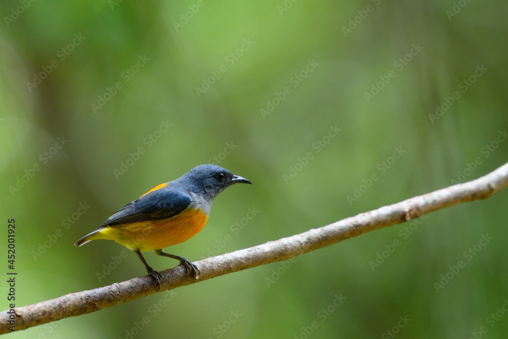 colorful bird in forest