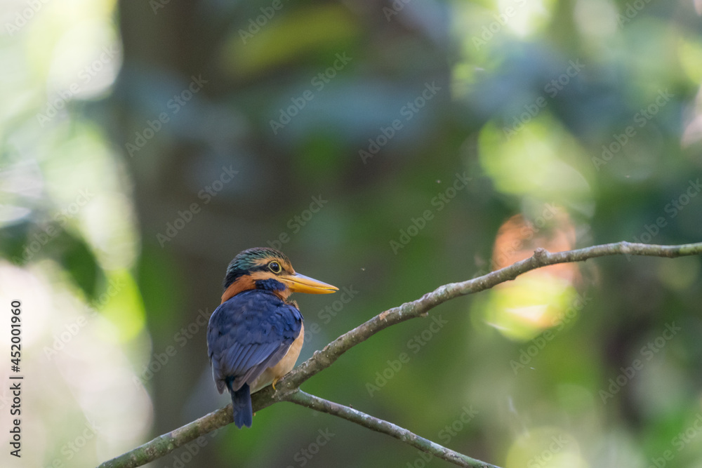 Obraz premium beautiful bird