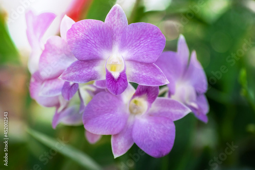 Purple Orchid flower in orchid garden at winter. Orchid flower for postcard beauty and agriculture design. Beautiful orchid flower in garden, in full bloom in farm, on green nature blur background