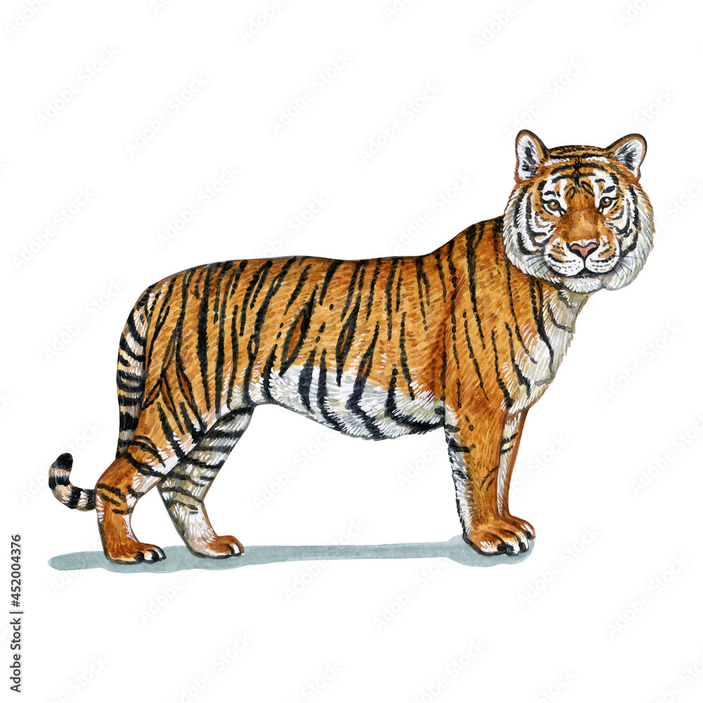 Watercolor illustration of a wild cat. Hand made character. tider