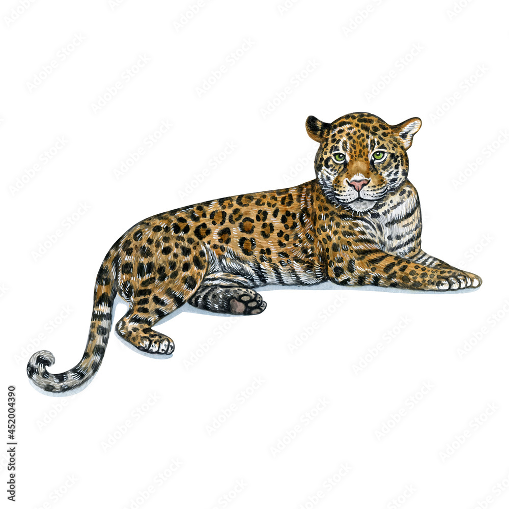 Obraz premium Watercolor illustration of a wild cat. Hand made character. jaguar