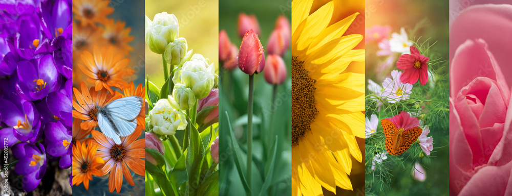 Fototapeta premium kwiaty, kolaż, kolory natury