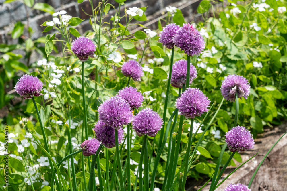 Obraz premium Chives (Allium schoenoprasum) a spring summer flowering plant with a pink purple flower grown in a vegetable garden for use as a herb in cooking, stock photo image
