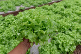 fresh organic green oak lettuce, cos lettuce or Salad vegetable in organic agriculture farm harvest by farmer hand in Thailand, South east Asia. Concept Harvesting Agricultural Farming.