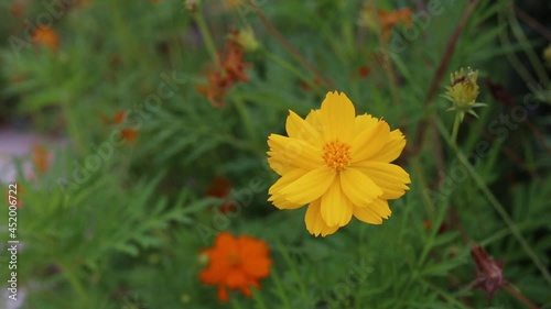 Yellow Cosmos flower blooming in the field. Sulfur cosmos with nature garden background