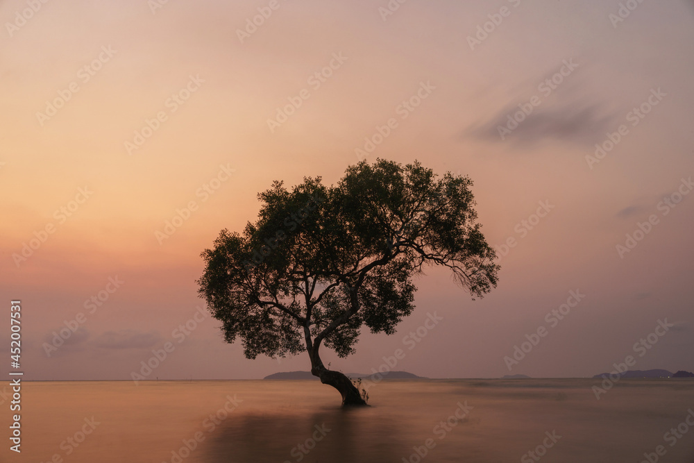 Photo tree of mangroves on beach with sea in the morning Photo tree of mangroves on beach with sea in the morning