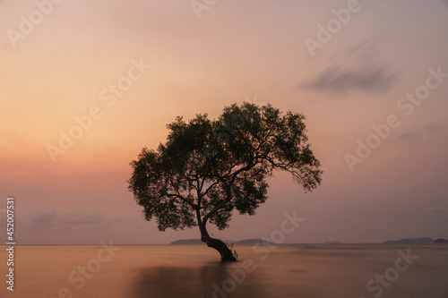 Photo tree of mangroves on  beach with sea in the morning
