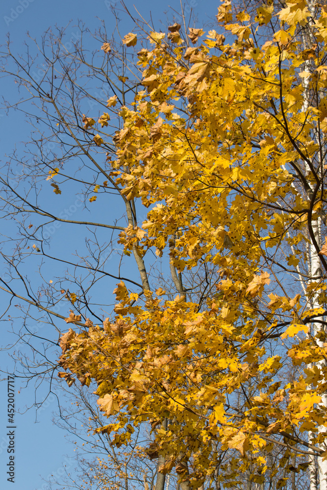 Yellow maple leaves in autumn against a blue sky. Yellow maple leaves in autumn against a blue sky.