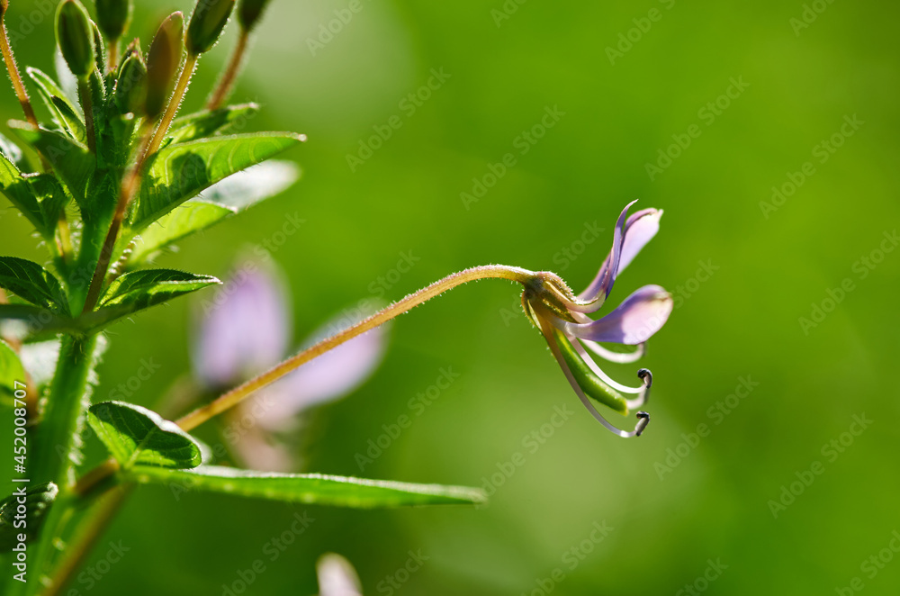 Close-up the tiny purple flower Close-up the tiny purple flower