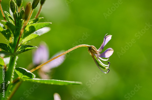 Close-up the tiny purple flower