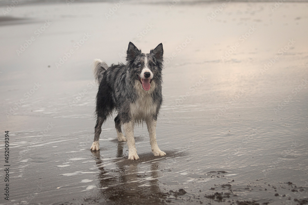 happy grey collie dog standing in the water