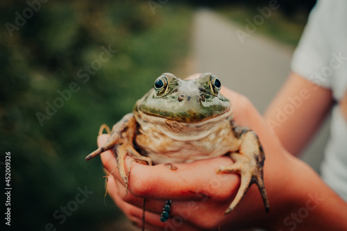 close up of bullfrog frog in hands 