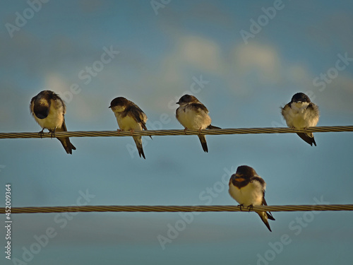 Young swallows (Hirundininae) on medium voltage wires.