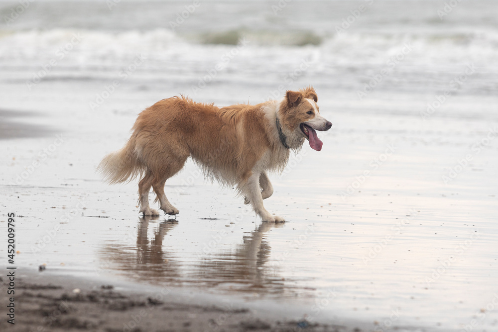 happy sable border collie dog on the beach