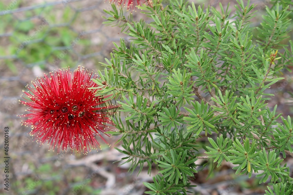 Scarlet Kunzea (Kunzea baxteri) inflorescence, South Australia