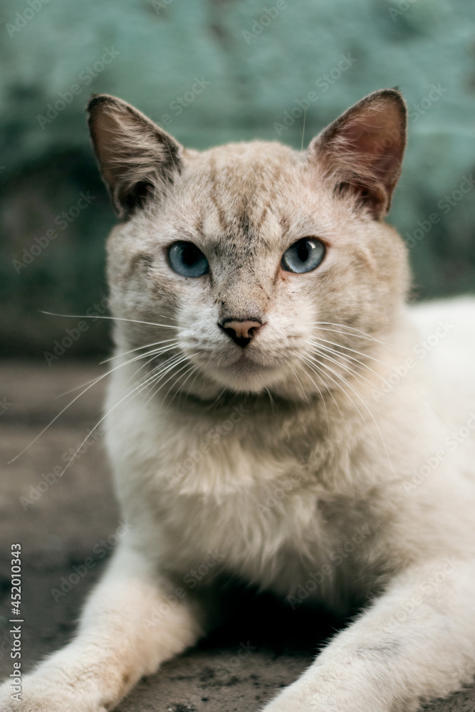 Obraz premium CAT PORTRAITS 