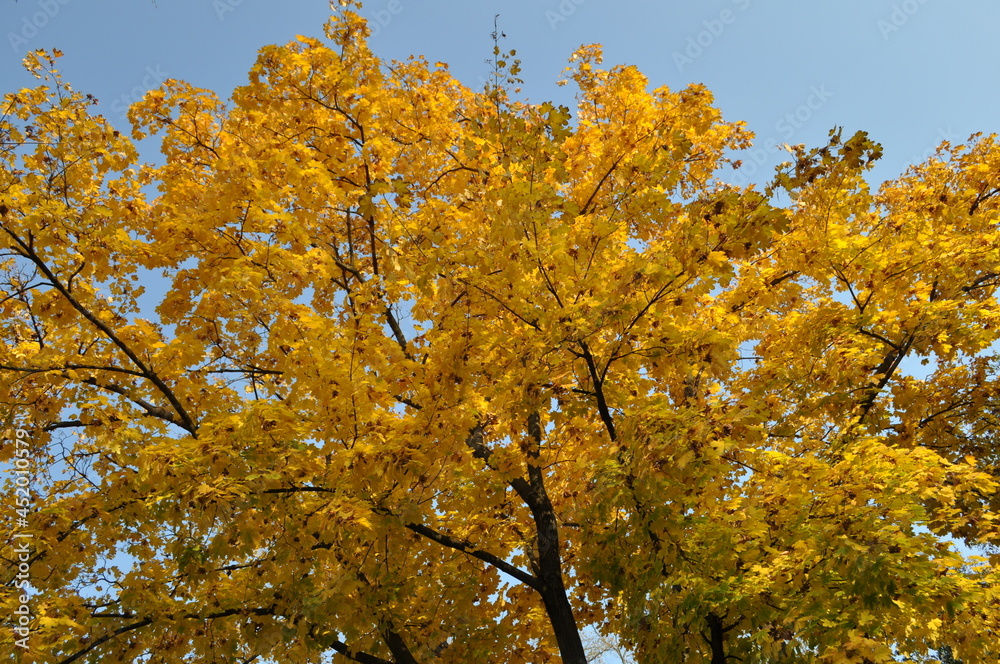 yellow tree yellow tree
