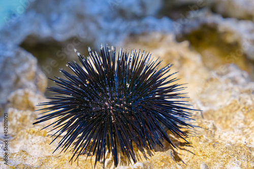close-up sea urchin on rock with blue sea in background. Paracentrotus lividus © Ilja