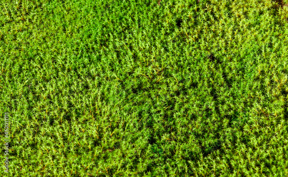 Bryophyte plant as a background Bryophyte plant as a background