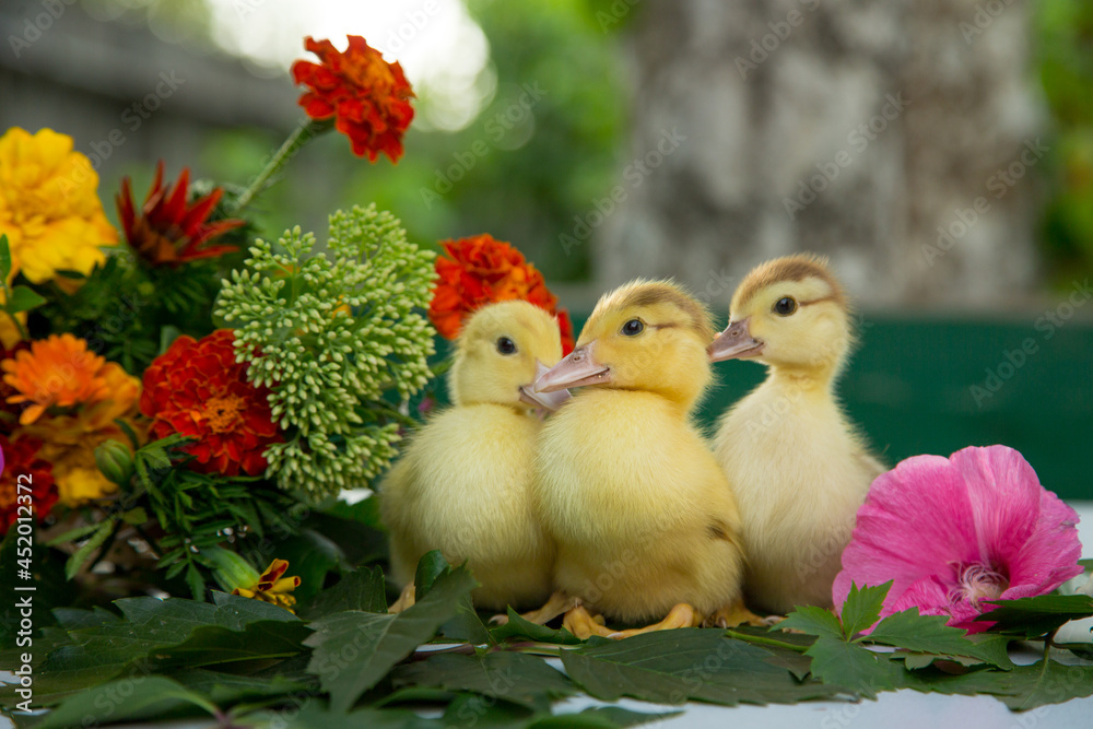 Three little ducklings are sitting in the garden on the table on the leaves of wild grapes against the background of a colorful bouquet of flowers