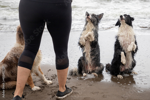 two border collie dogs sitting pretty beside each other on the beach © ulrikestein