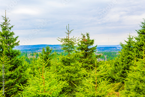 Forest dead fir trees at Brocken mountain peak Harz Germany