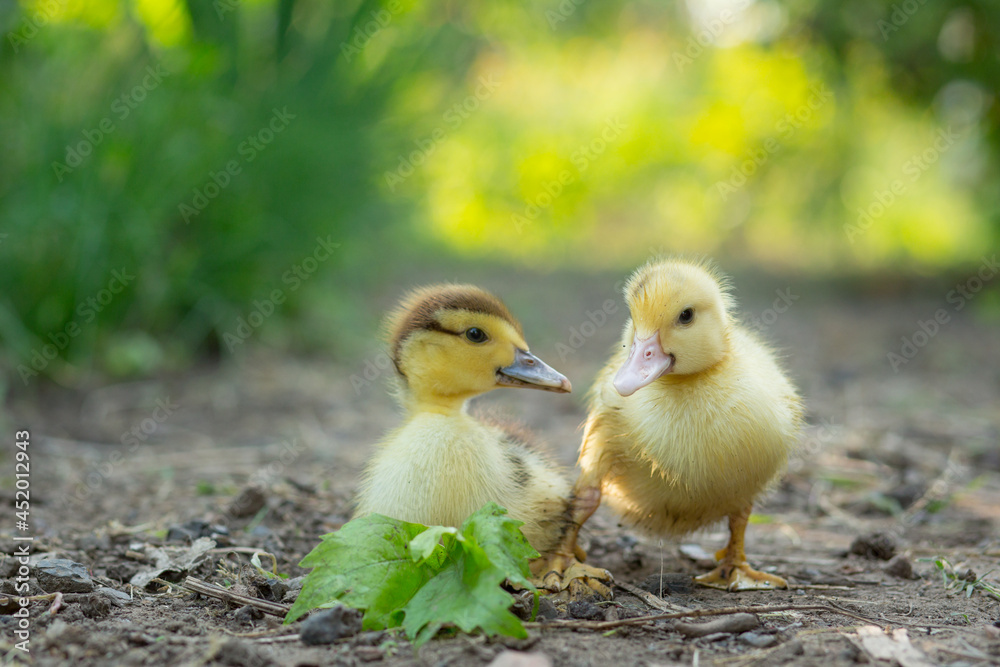 Two cute ducklings stand in the garden Two cute ducklings stand in the garden