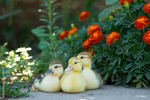 Three ducklings sit on the background of blooming marigolds and eat knotweed