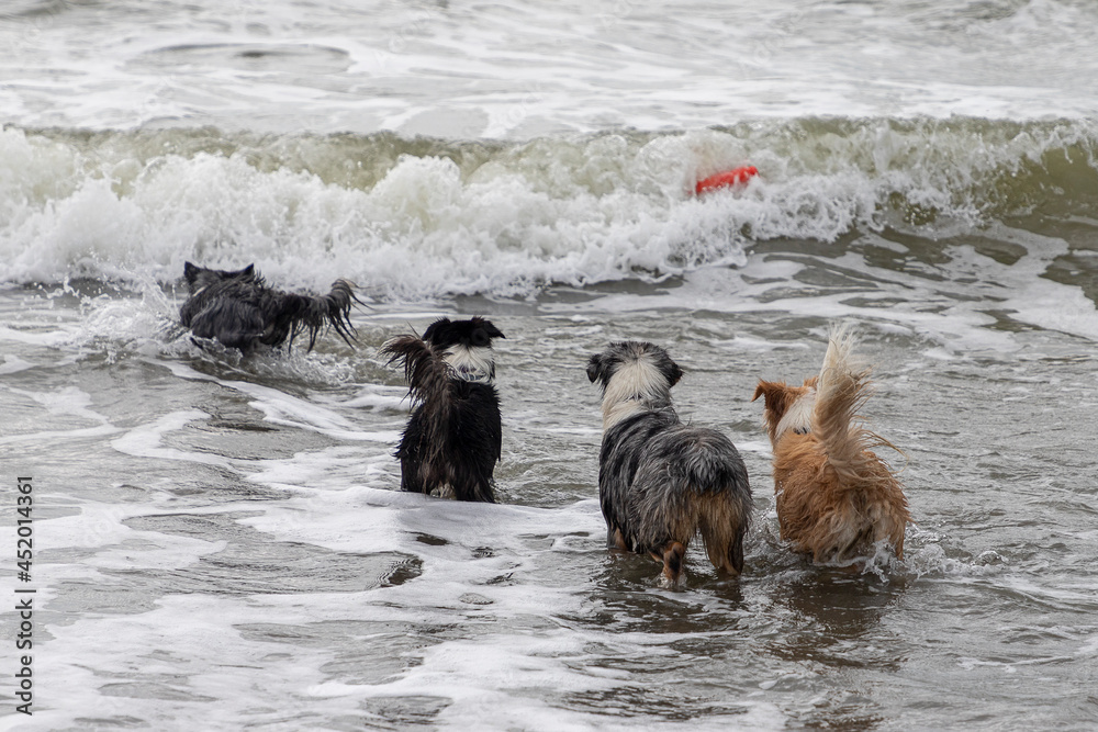 group of border collie dogs playing in the shallow ocean group of border collie dogs playing in the shallow ocean