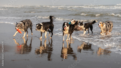 group of border collie dogs playing in the shallow ocean