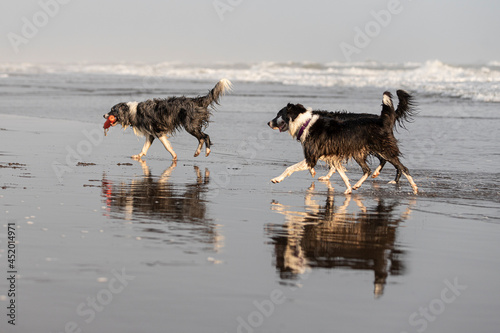 three border collies dogs running on the beach