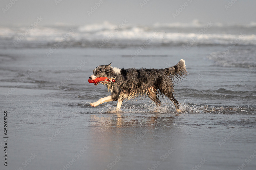 grey merle border collie running in shallow water with red toy grey merle border collie running in shallow water with red toy