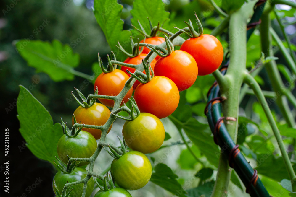 Ripe Cherry Tomatoes on Vine Ripe Cherry Tomatoes on Vine