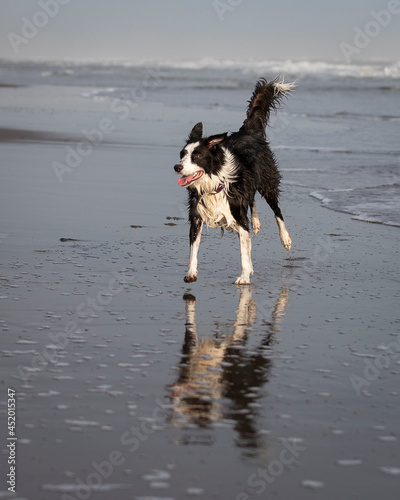 border collie dog running happy in shallow water on the beach