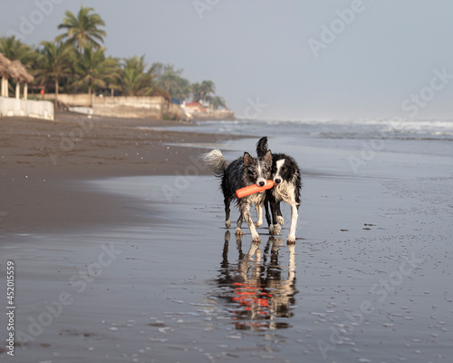 two border collie dogs running on the beach sharing a red toy