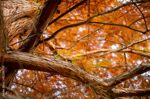 Herbstfarben © Eduard Stebner