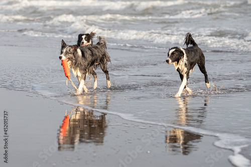 happy dogs playing with a red toy in shallow water