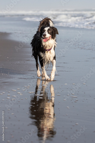 cute border collie dog walking on wet sand over his reflection