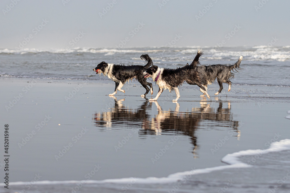 three border collies running over wet sand with reflection three border collies running over wet sand with reflection