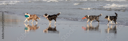 four happy collie dogs running in line over wet sand beside the ocean