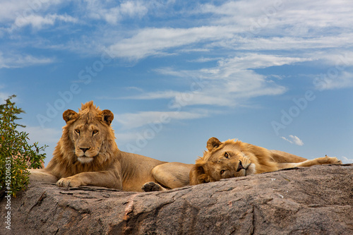 Lions on top of the rock in Serengeti, Tanzania